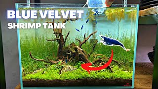 NANO AQUASCAPE TUTORIAL  STEP BY STEP BLUE VELVET SHRIMP TANK [upl. by Iramat16]