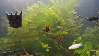 how to grow hornwort and benifits [upl. by Lamond]