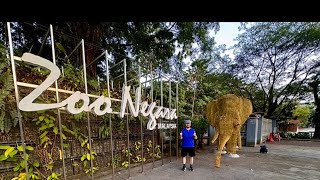 Zoo Negaras Majestic Big Cats and More Tigers Lions and Rhinos [upl. by Beatrice313]