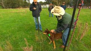 Kelpie Muster [upl. by Malina471]