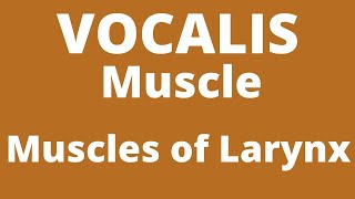 Vocalis muscle  Intrinsic muscle of larynx  Anatomy  Larynx [upl. by Ecadnac312]