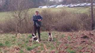 Gundog demo 1 [upl. by Bevis]