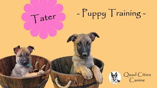 Tater  Puppy Training [upl. by Maggs]