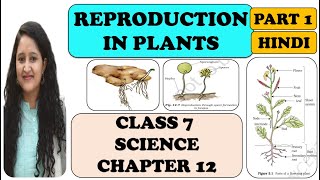 REPRODUCTION IN PLANTS  CLASS 7 SCIENCE CHAPTER 12  PART 1  HINDI  MANISHA PARIHAR [upl. by Etnauj777]