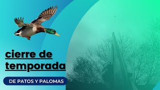 Cierre de temporada de patos y palomas [upl. by Nuhs]