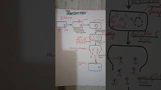 Pharmaceutical Biotechnology  transduction  6th sem video shorts youtubeshorts youtube [upl. by Meakem220]