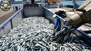 Japanese Anchovy Fishery How the Japanese Harvest 1 Million Tons of Anchovy Every Year [upl. by Lizbeth]