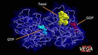 Tubulin 3D structure [upl. by Eatnoled584]