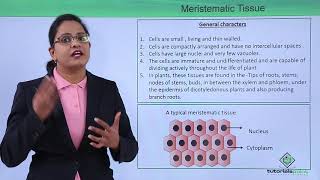 Meristematic Tissue  Plant Tissues Part 1  in Hindi for Class 9 [upl. by Savvas]