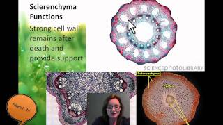 Plant cell Types [upl. by Lolanthe]