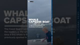 Whale capsizes boat off coast of New Hampshire [upl. by Nillor]