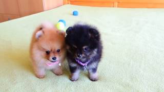 Female Pomeranian Puppies for Sale [upl. by Silvanus]