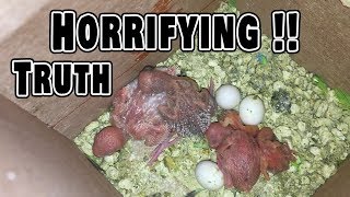 The Horrifying Truth about Breeding Budgies [upl. by Housum]