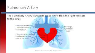 Phlebotomy Lesson 23 Cardiac Vessels [upl. by Heiner]