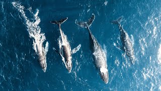 【4K】感觉这两天在西澳把一辈子的鲸鱼都看完了  We saw a bunch of whales in Western Australia and even baby whales [upl. by Pressman]