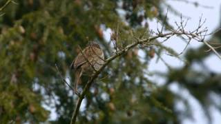 Dunnock Prunella modularis  Heckenbraunelle 01 [upl. by Cheney]