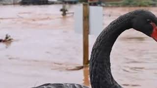 Flash floods hit Dawlish in south Devon as they cover roads [upl. by Aihsenek990]