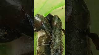 anabas fish🐟🐟 harvest form backward pond anabasfish ytshorts [upl. by Infeld]