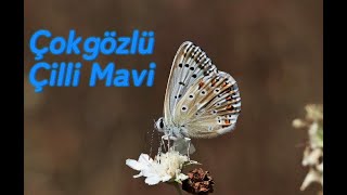 Çokgözlü Çilli Mavi  Chalk Hill Blue  Polyommatus coridon [upl. by Paza353]