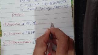 Salvage pathway of Purine synthesis Purine Synthesis Biochemistry [upl. by Airtemed31]