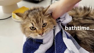 Kittens first bath time 🛀🫧 [upl. by Delphine]