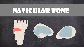 Navicular Bone  Anatomy [upl. by Bunker]