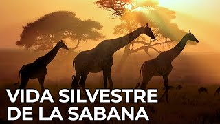 El Mundo Salvaje La Sabana Africana  Free Documentary Nature  Español [upl. by Onyx59]