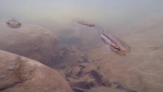 Wild Betta macrostoma biotope  Wasai Belulok Falls Labi Jungle Brunei [upl. by Ppik]