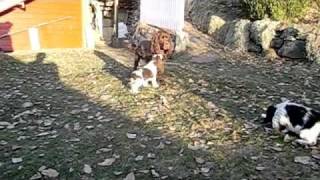 English Springer Spaniel Kull E  video 9 of the puppies [upl. by Yednil]