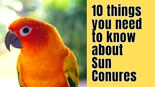 10 Things you NEED to know about SUN CONURES [upl. by Kloman230]