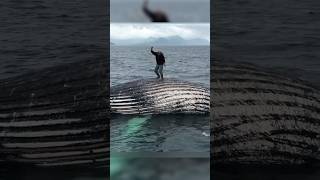 Whales Can be Dangerous😱🐋 ഒരിക്കലും ഈ തെറ്റ് ചെയ്യരുത്🤯 shorts [upl. by Tillford745]