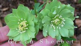 Winter Blooming PlantsHellebores [upl. by Rehposirhc949]