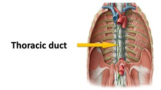 Thoracic duct Prof Dr Md Ashfaqur Rahman [upl. by Rehpitsirhc977]