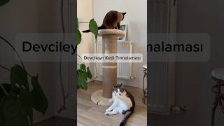 Devcileyn Kedi Tırmalaması [upl. by Velda943]