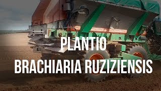 Dicas de Como Plantar Brachiaria  Proteja seu solo rapidamente [upl. by Qifar]