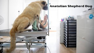 Protector of the flock The Anatolian Shepherd Dog [upl. by Acirtap]