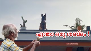 ‘പതിയെ പോയി എടുക്കണം’ കേട്ടോ ലെയ്ക discipline training  Laika [upl. by Nailimixam]