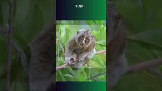 Top 10 Slowest Animals In The World  Minthy Amazing Animals [upl. by Saw954]