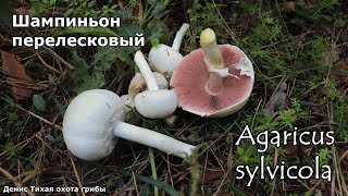 Шампиньон перелесковый  Agaricus sylvicola [upl. by Netsirk]