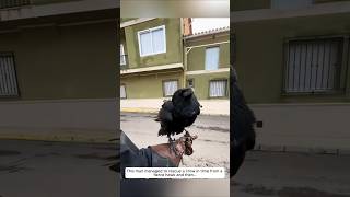 This man managed to rescue a crow in time from a fierce hawk and then animalshorts [upl. by Erot695]