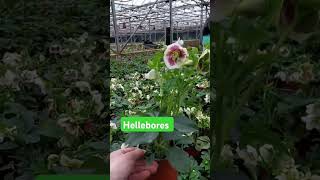 Hemerocallis Hellebores and Liriope liriope horticulture hemerocallis hellebores shortvideo [upl. by Imre505]