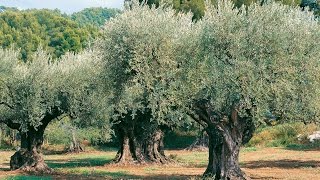 Lolivier  culture plantation taille entretien bouturage et récolte [upl. by Crifasi]