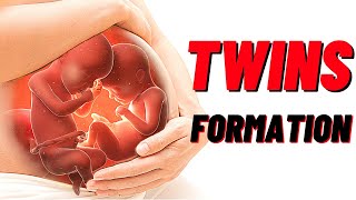 How Twins Are Formed In Humans Animation Identical and Fraternal Twins [upl. by Ahsetra]