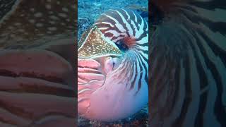 Nautilus The Ocean’s Ancient Survivor wildlifediversity shortsvideo facts [upl. by Pammie]