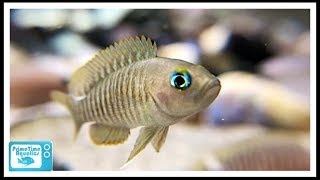 How to Set Up a Shell Dweller Fish Tank Six Different Species Featured [upl. by Melonie]