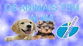 OS ANIMAIS TEM ALMA ELES TEM ESPIRITOS [upl. by Collie]