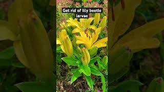 How to get rid of beetle larvae edmonton garden lily beetle larvae [upl. by Pry756]