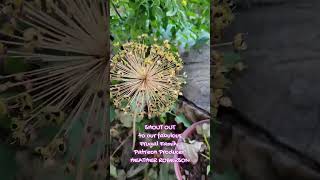 Cottage Wife Life Harvesting Flower Seeds satisfying homestead frugalmama [upl. by Wycoff]