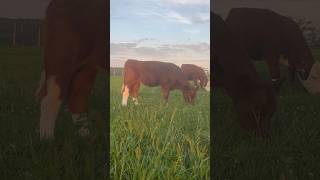 Heifer 🐮enjoying pasture farmlife [upl. by Brown]