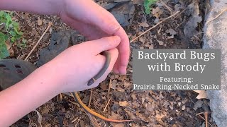 Prairie RingNecked Snake [upl. by Niro]